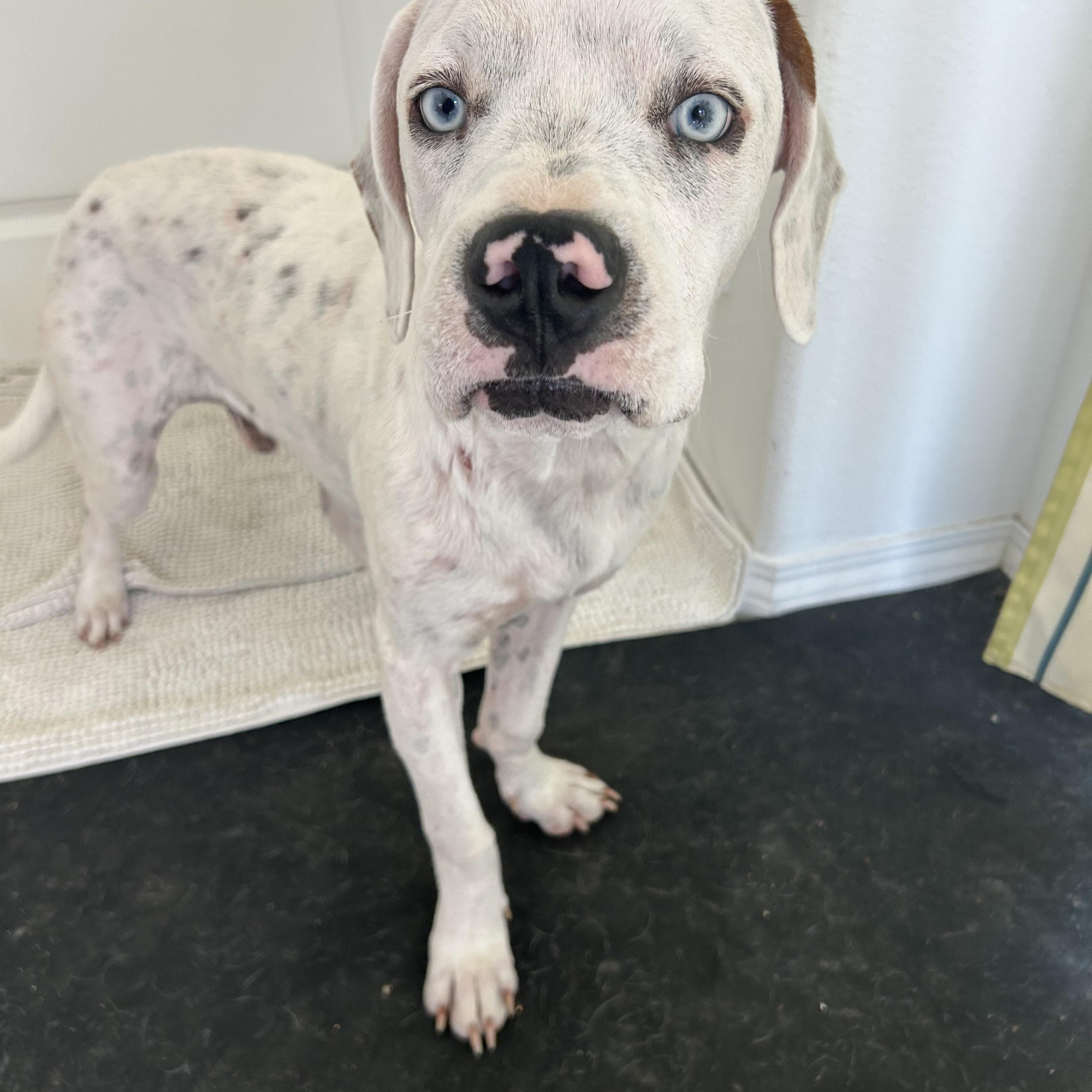 Cooper, an adoptable Mixed Breed in Pocatello, ID, 83204 | Photo Image 6