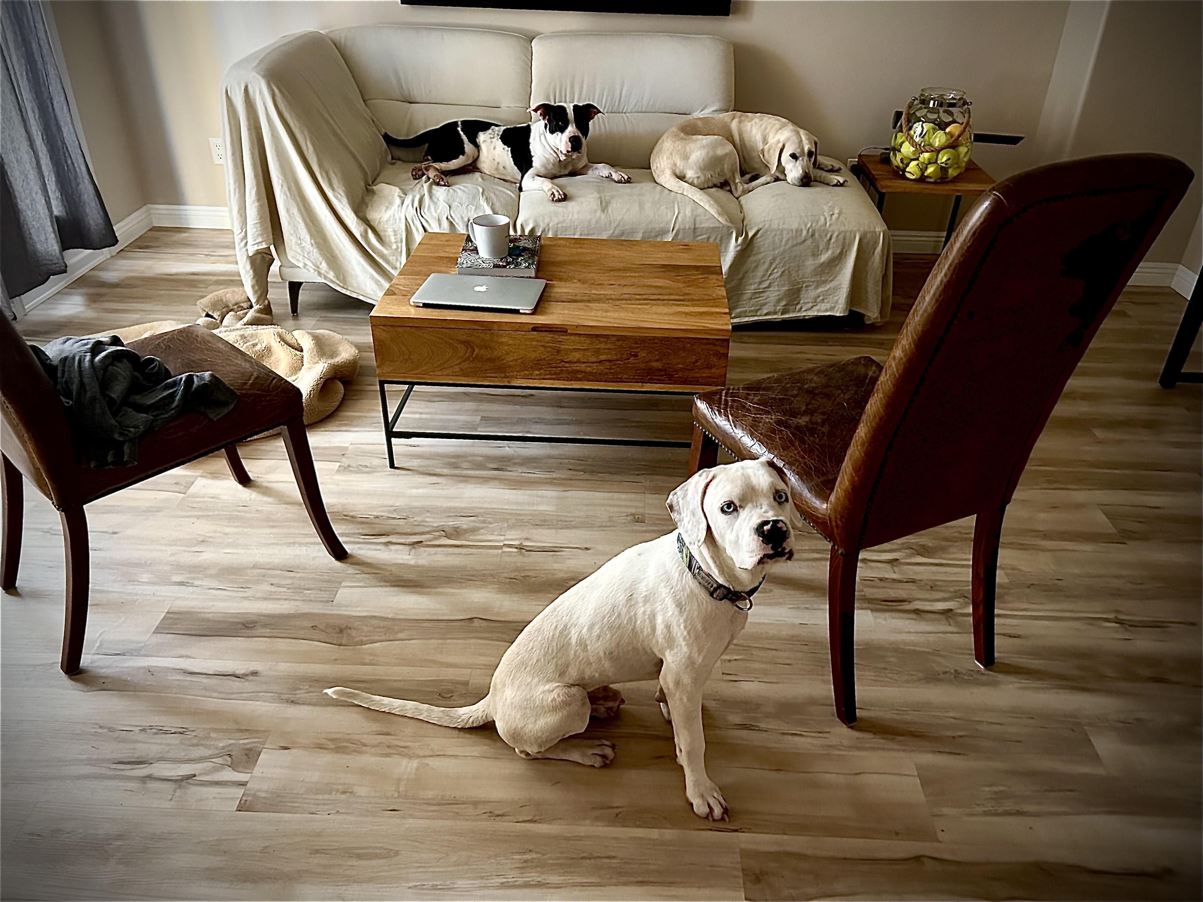 Cooper, an adoptable Mixed Breed in Pocatello, ID, 83204 | Photo Image 3