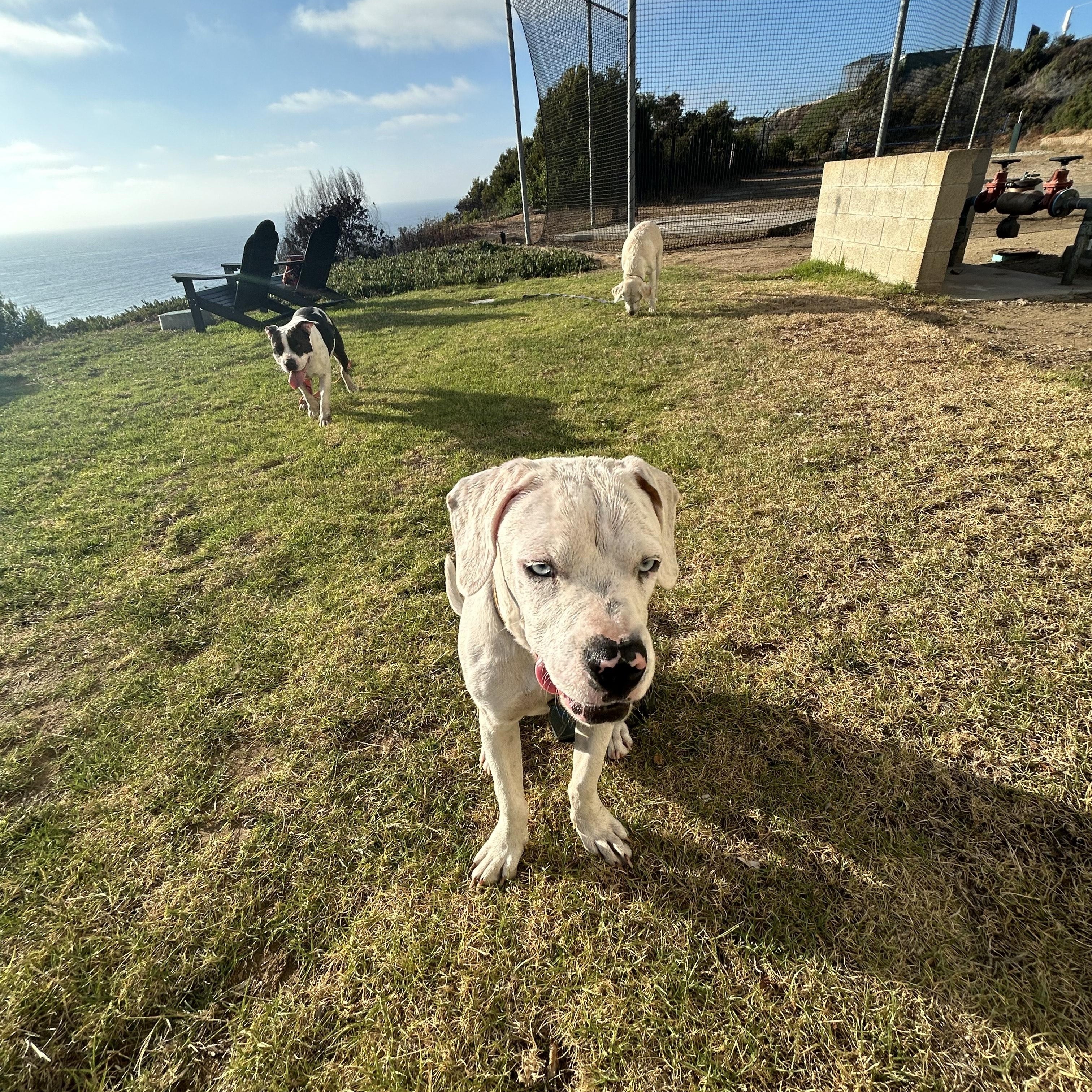 Cooper, an adoptable Mixed Breed in Pocatello, ID, 83204 | Photo Image 5