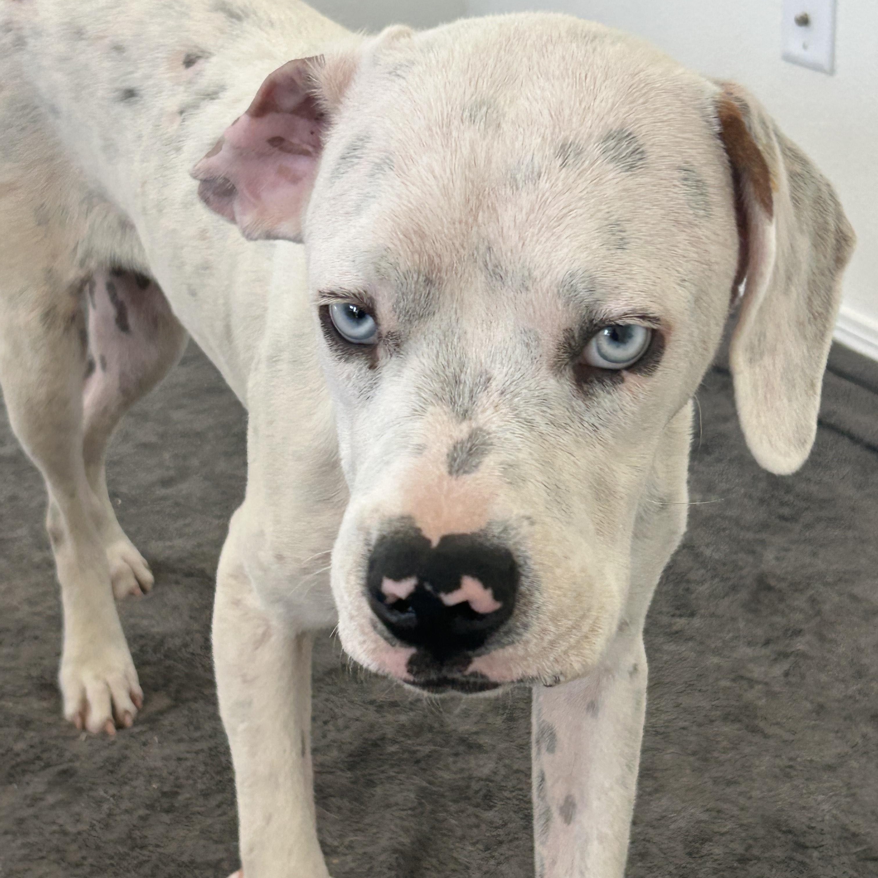 Cooper, an adoptable Mixed Breed in Pocatello, ID, 83204 | Photo Image 1