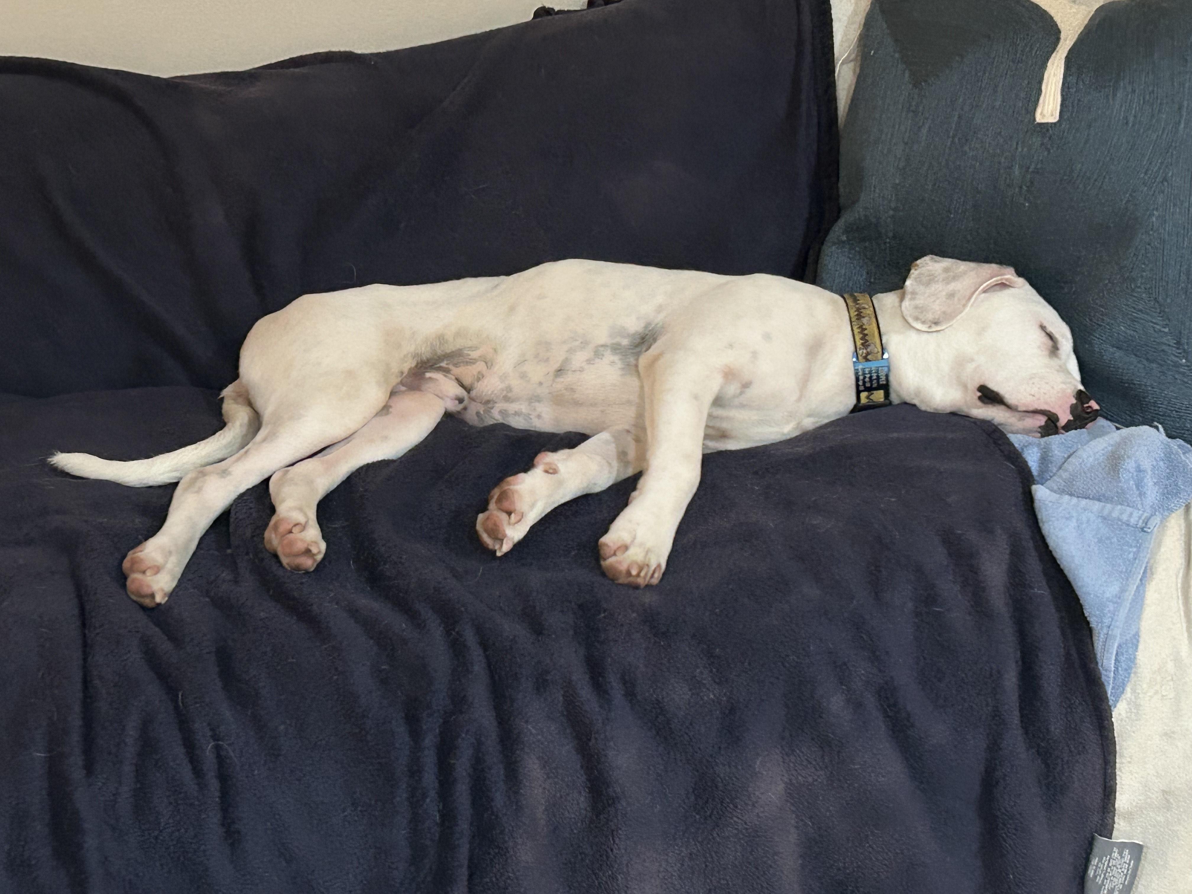 Cooper, an adoptable Mixed Breed in Pocatello, ID, 83204 | Photo Image 4