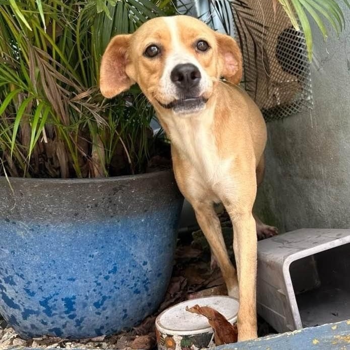 AIKA, Adoptable, Young Female Beagle.