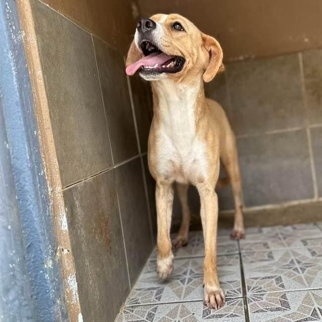 AIKA, a Adoptable mixed breed image 2/4