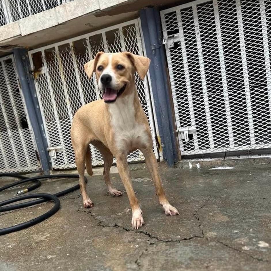 AIKA, Adoptable, Young Female Beagle.