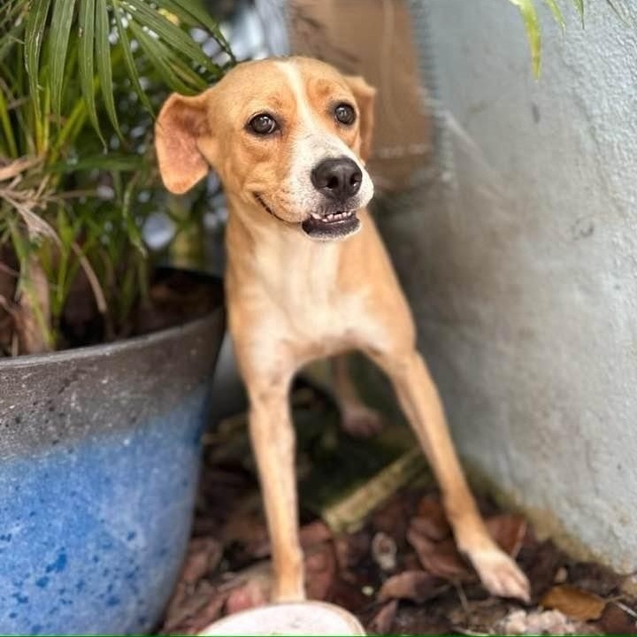 AIKA, a Adoptable mixed breed image 4/4