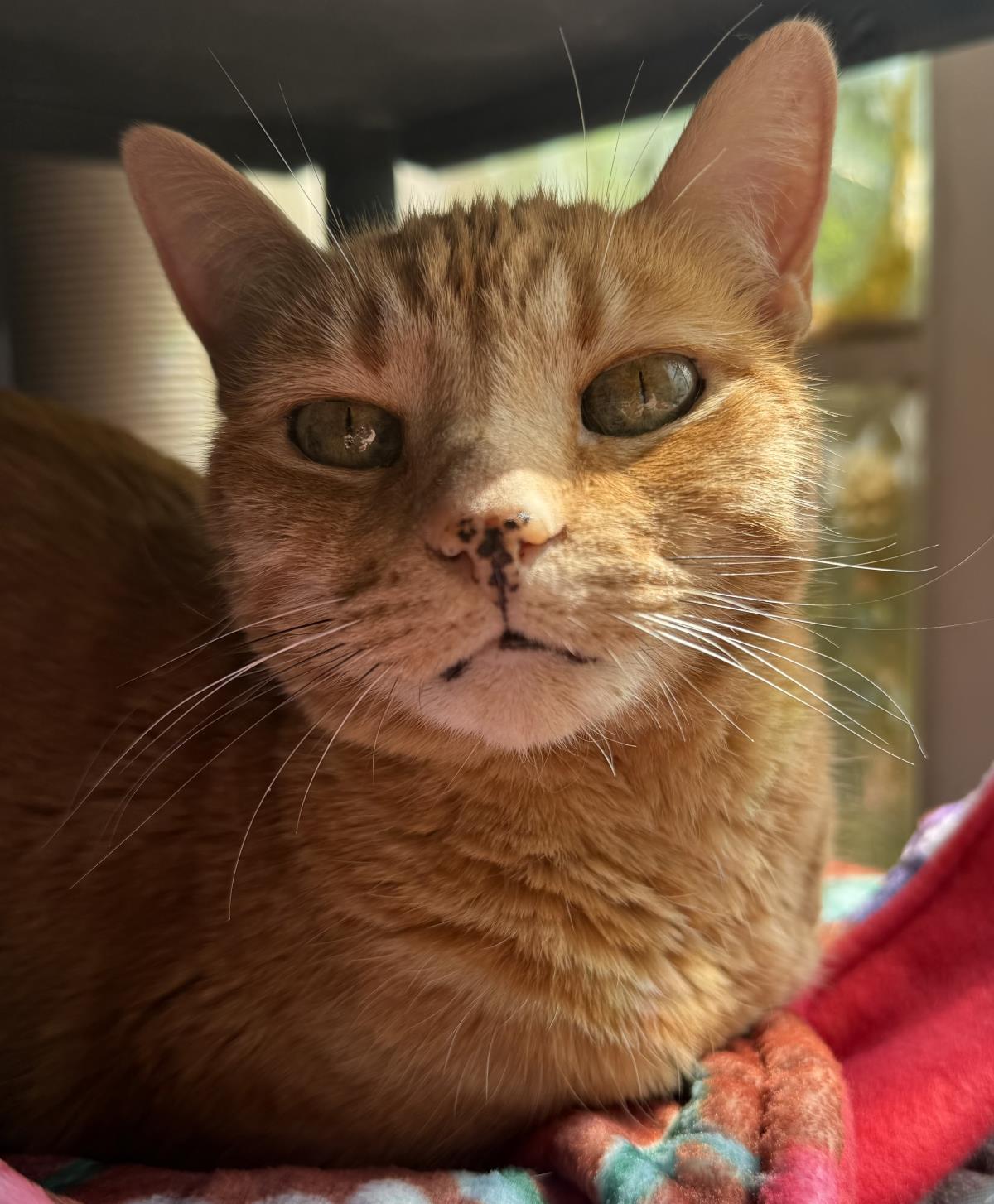 Maggie Spitell, Adoptable, Senior Female Domestic Short Hair & Tabby.