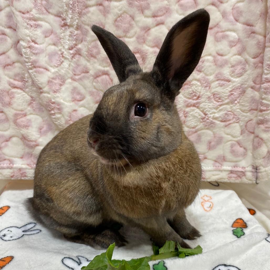 Cinnamon, a Adoptable American in Puslinch, ON image 1/6