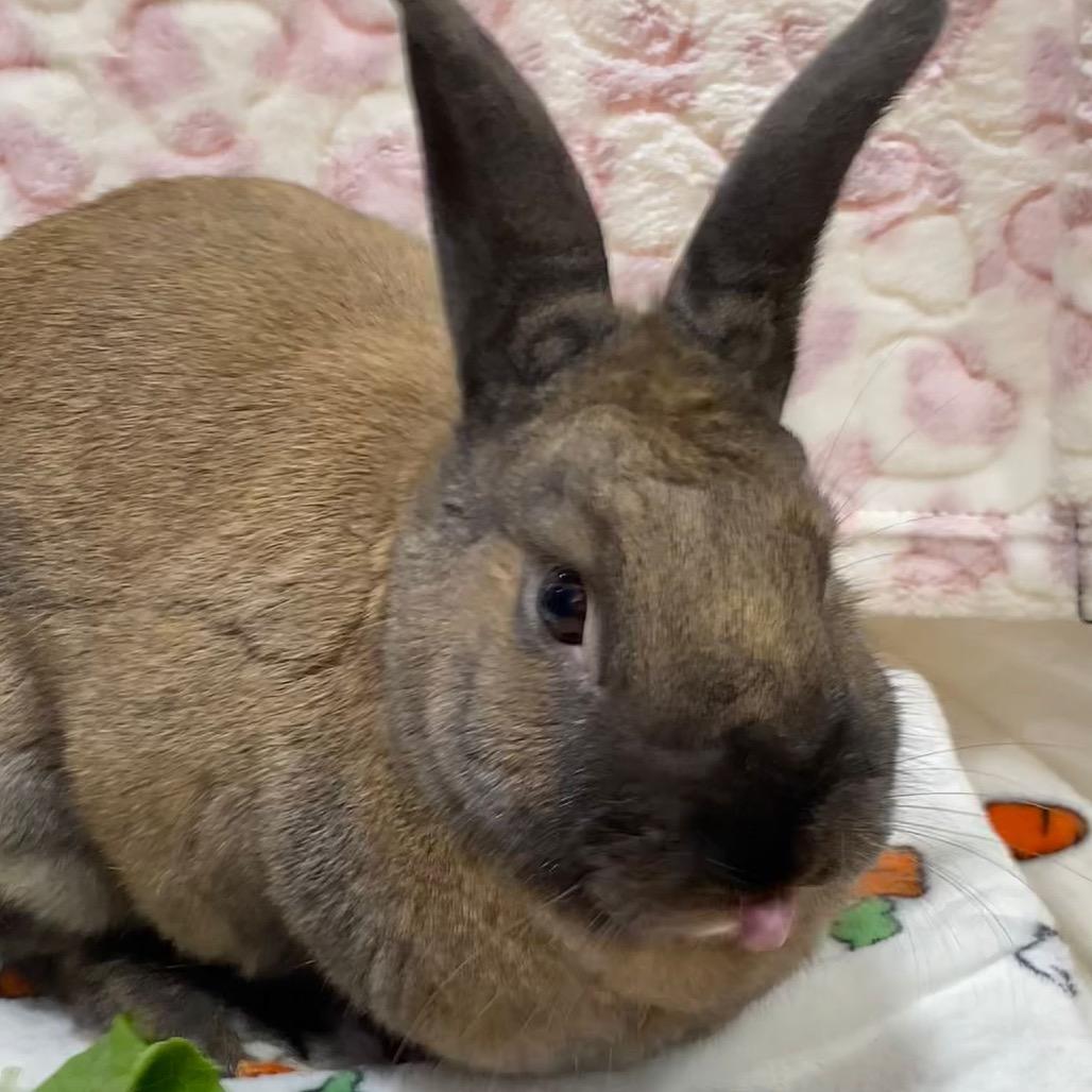 Cinnamon, a Adoptable American in Puslinch, ON image 3/6