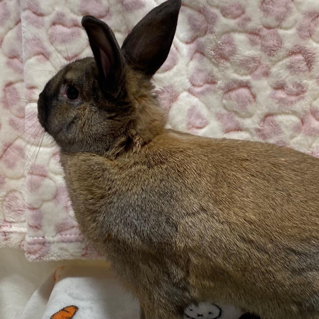 Cinnamon, a Adoptable American in Puslinch, ON image 4/6