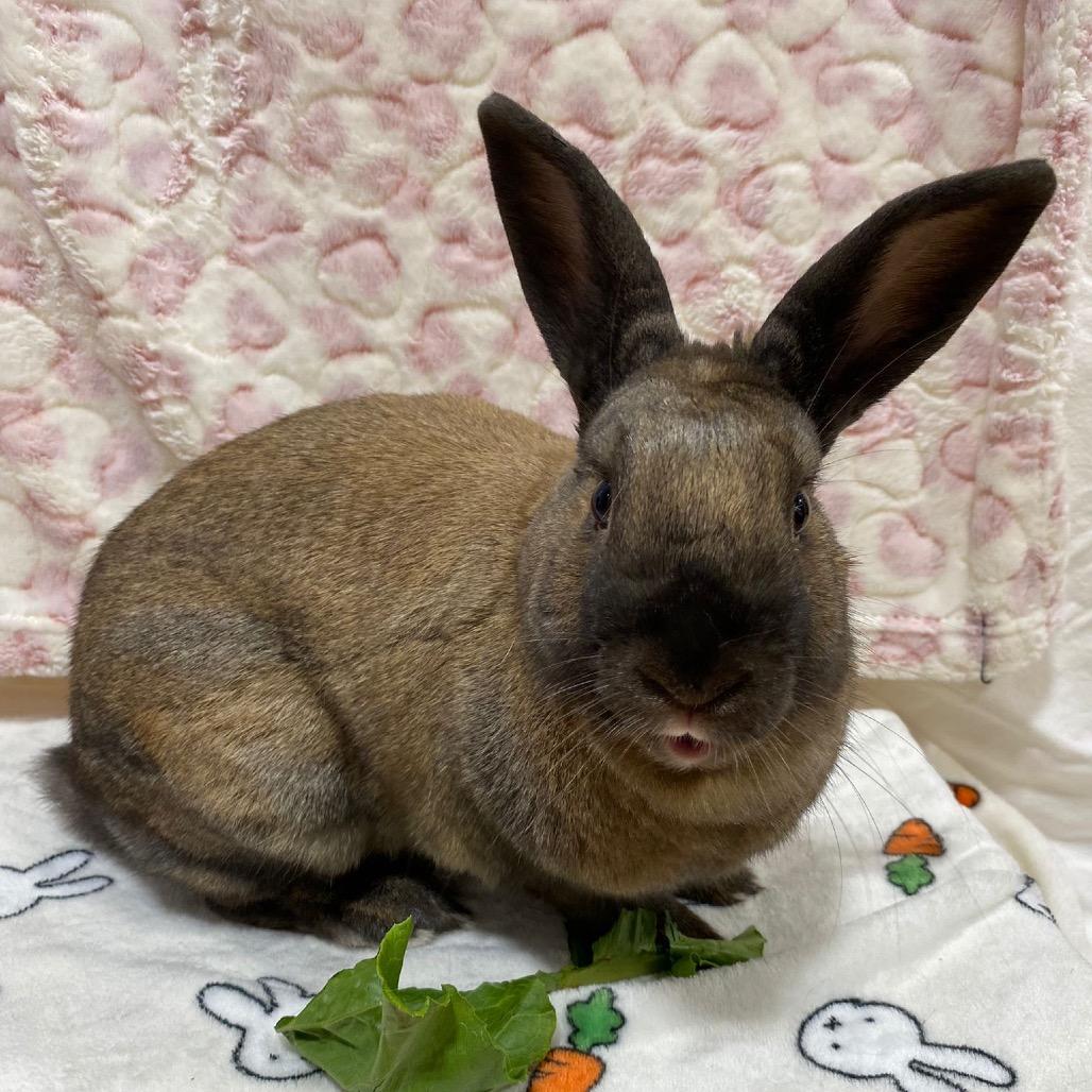 Cinnamon, a Adoptable American in Puslinch, ON image 4/6