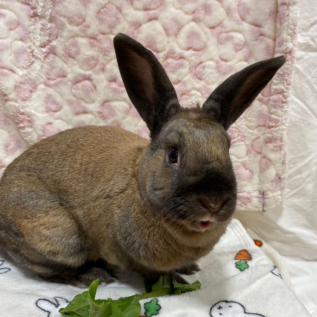 Cinnamon, a Adoptable American in Puslinch, ON image 6/6