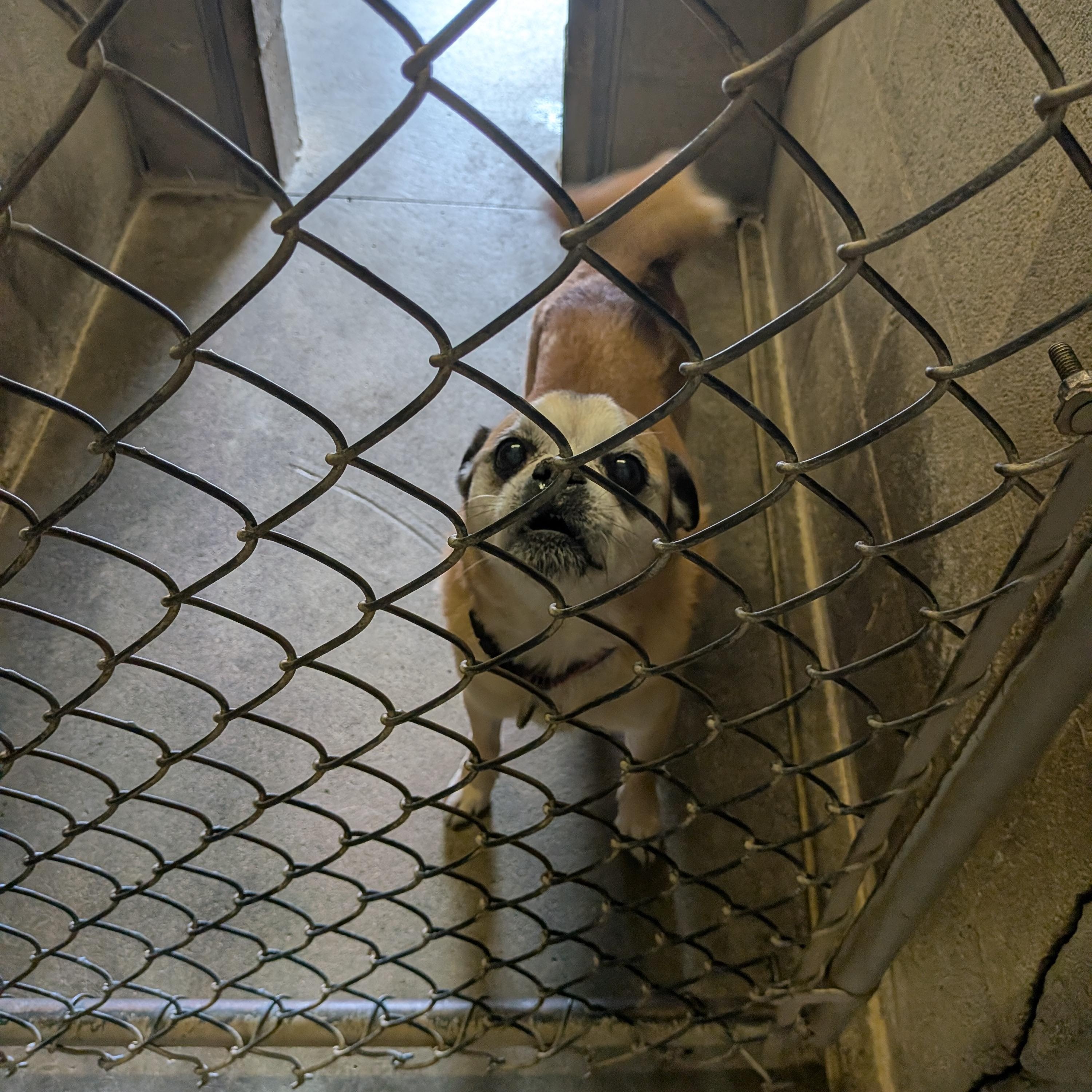 Charlie, ADOPTABLE, Senior Male Pug & Chihuahua.