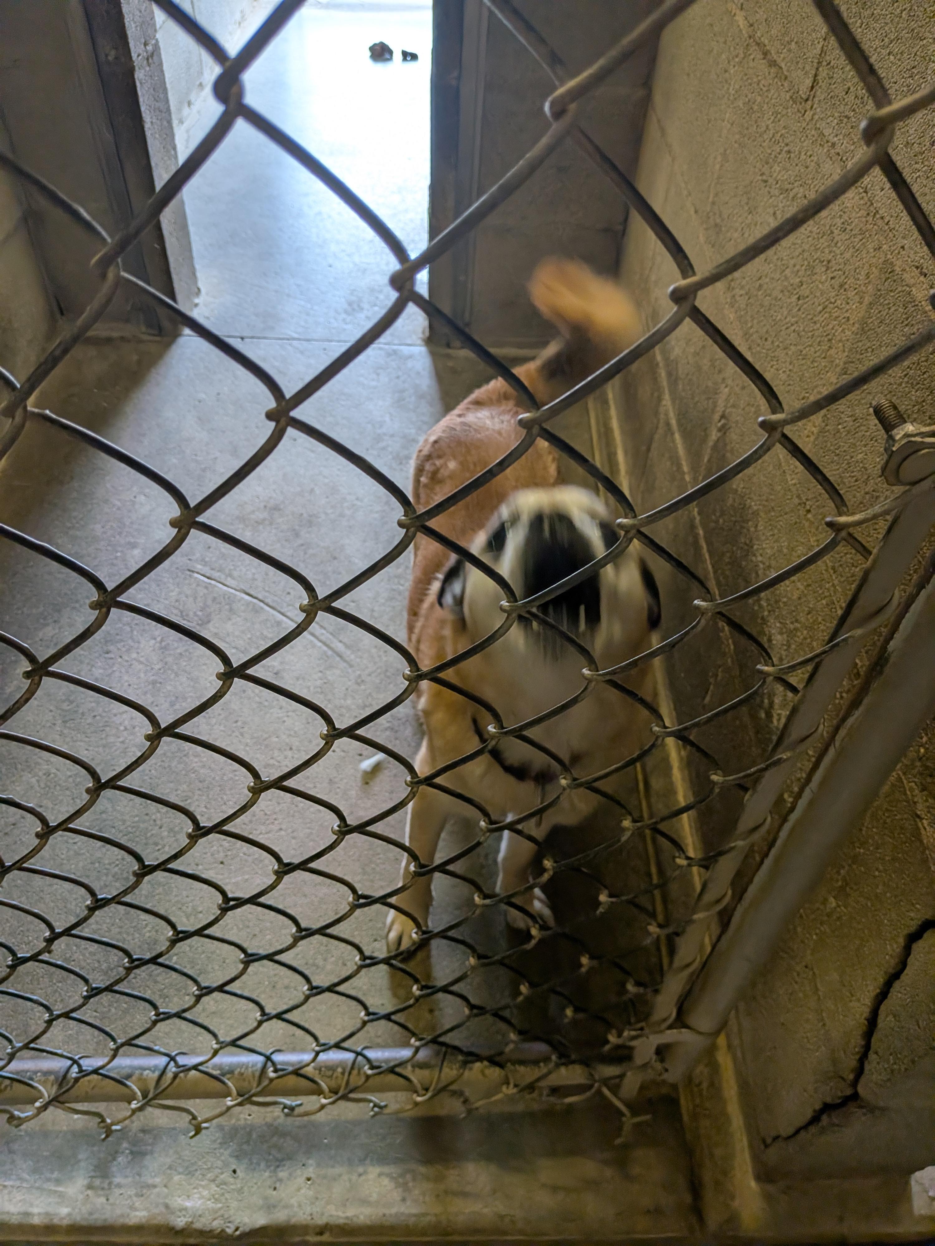 Enlarge Charlie, a ADOPTABLE mixed breed in Hermiston, OR image 3/4