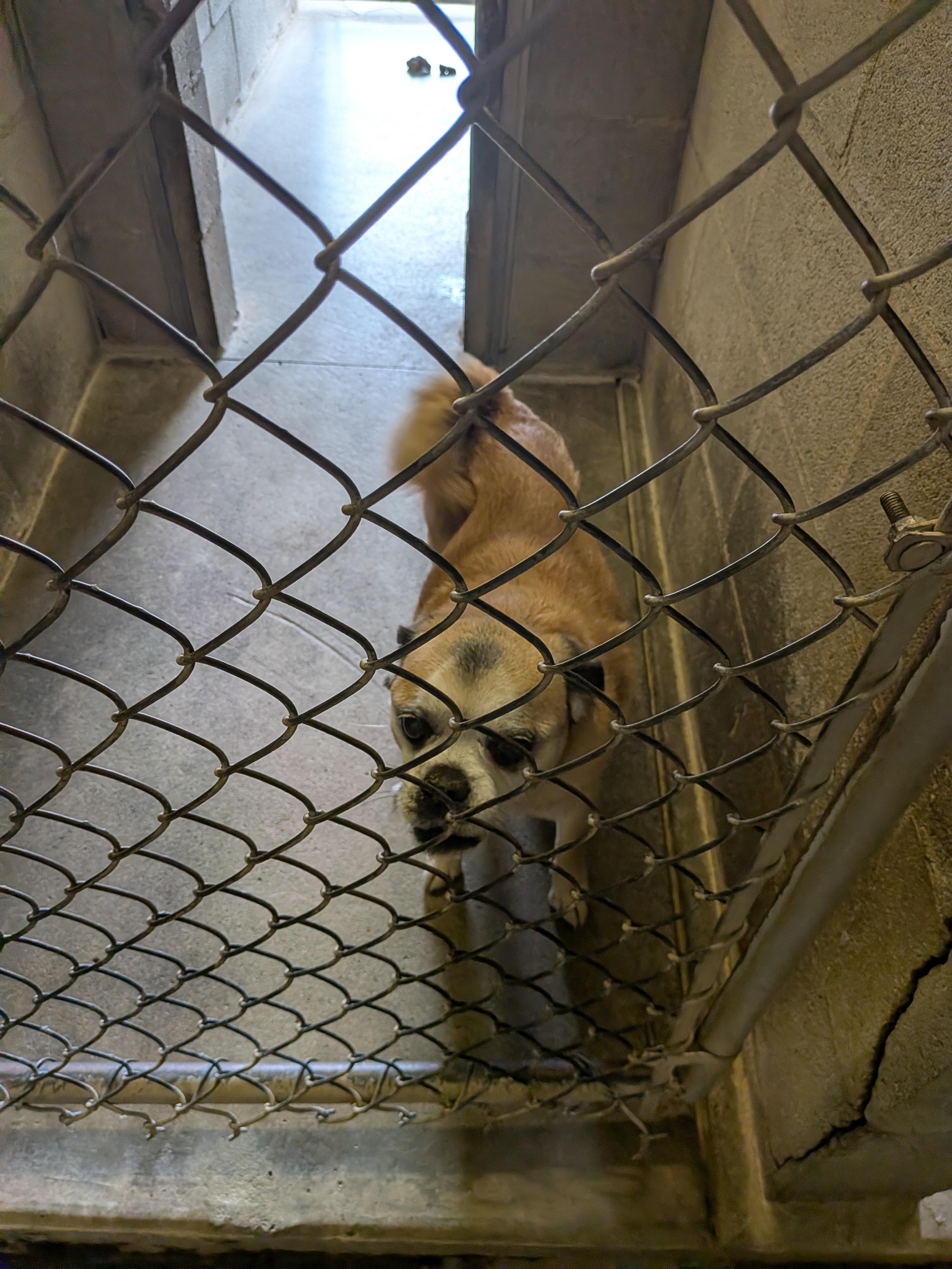 Enlarge Charlie, a ADOPTABLE mixed breed in Hermiston, OR image 4/4