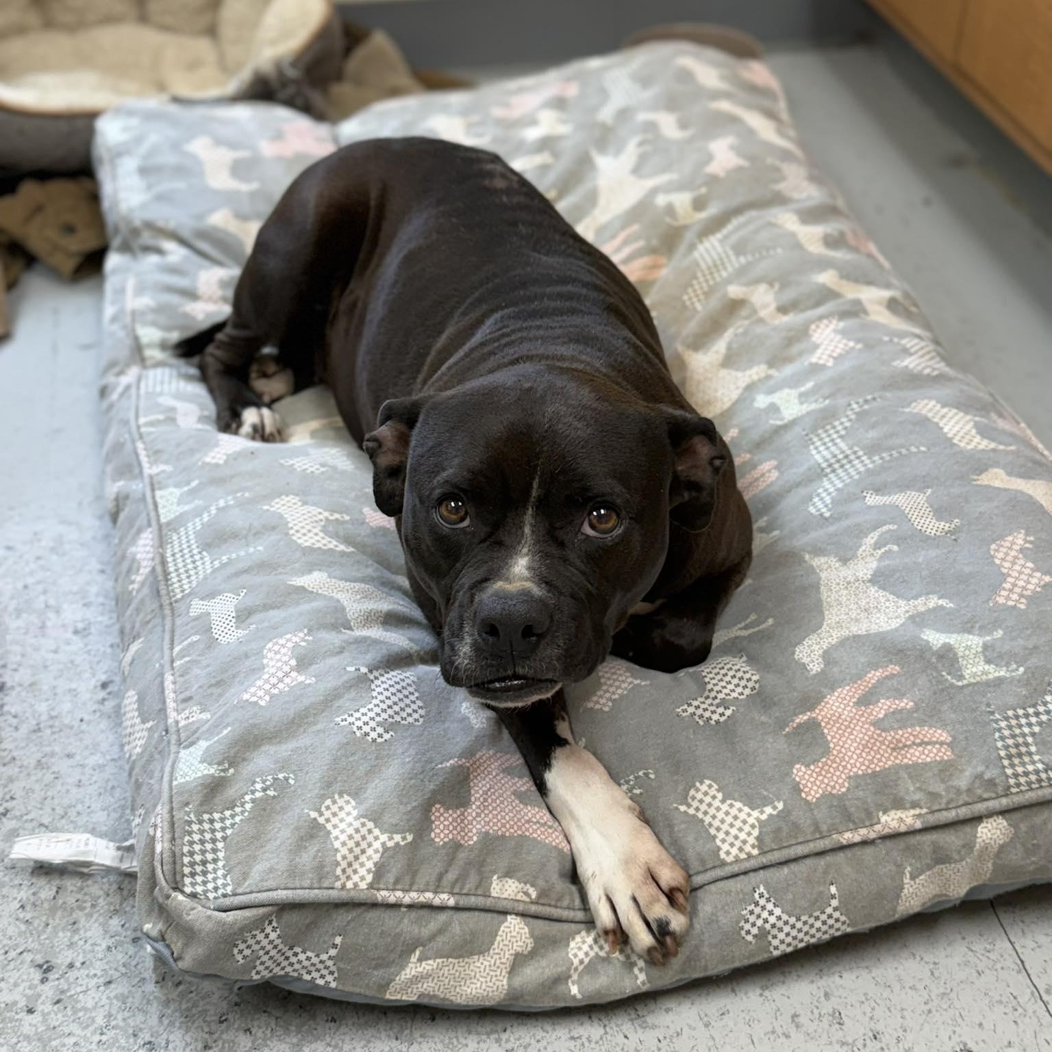 Enlarge Blacky, a ADOPTABLE American Bulldog in Leesburg, GA image 1/1