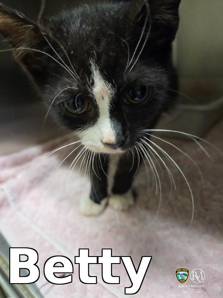 Betty, Adoptable, Kitten Female Domestic Short Hair.