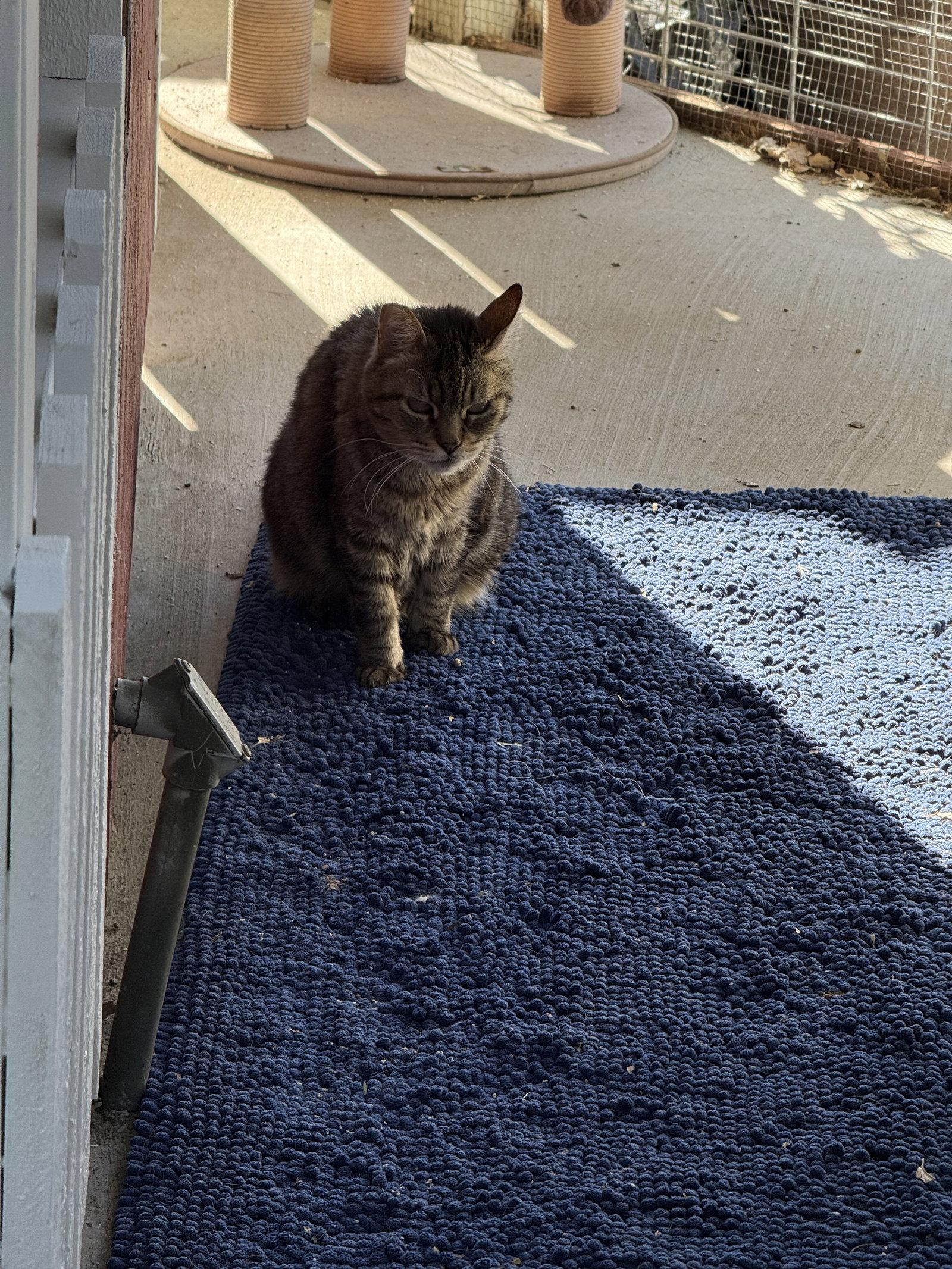 Poonam, Adoptable, Senior Female Tabby.