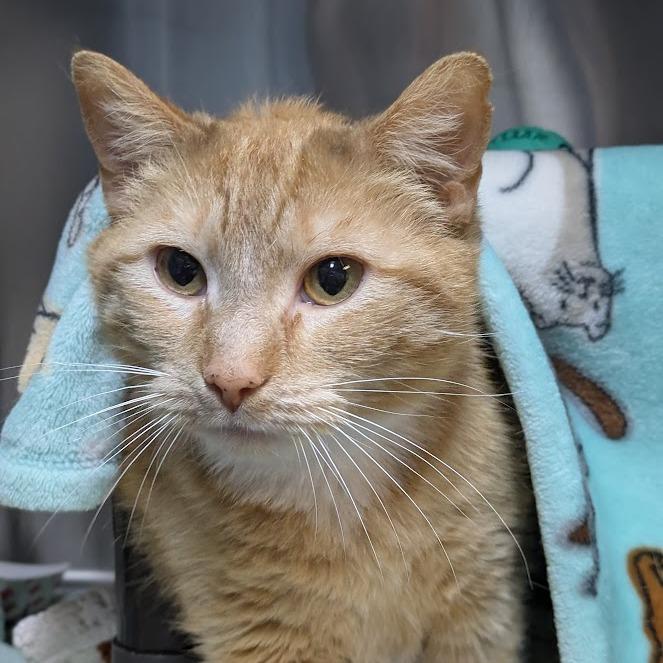 Junimo, Adoptable, Adult Female Domestic Short Hair.