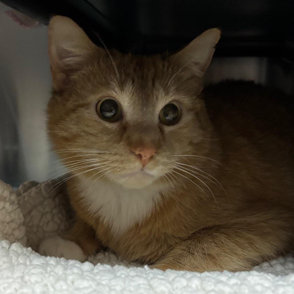 Enlarge Junimo, a Adoptable Domestic Short Hair in South Burlington, VT image 2/6