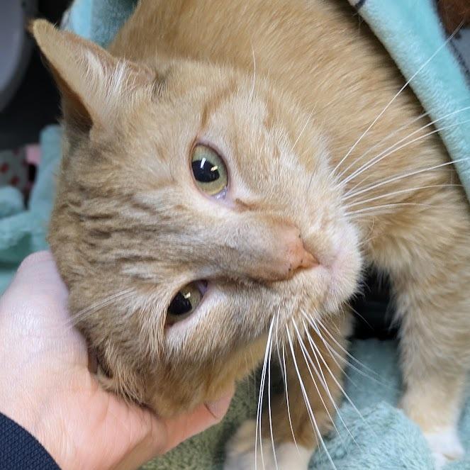 Enlarge Junimo, a Adoptable Domestic Short Hair in South Burlington, VT image 3/6