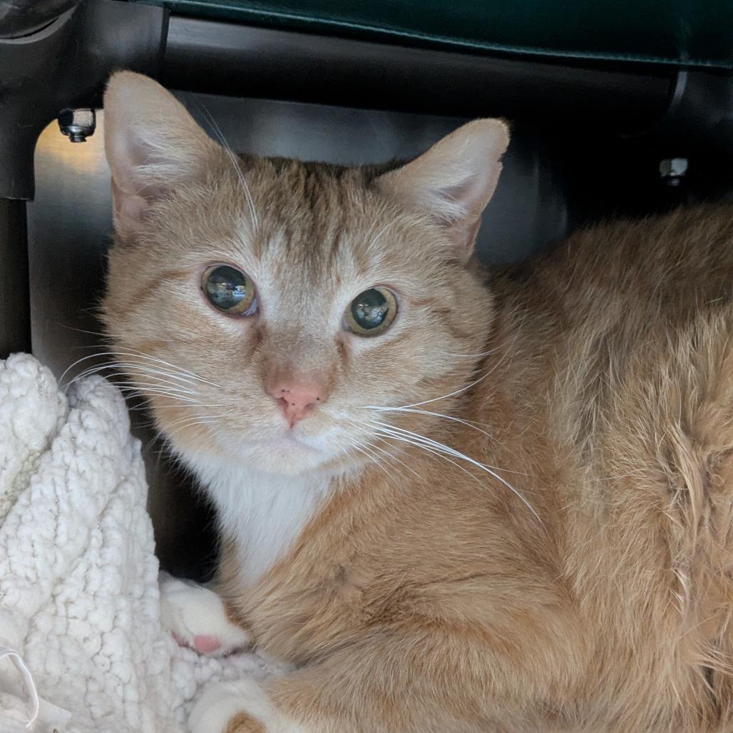 Enlarge Junimo, a Adoptable Domestic Short Hair in South Burlington, VT image 4/6