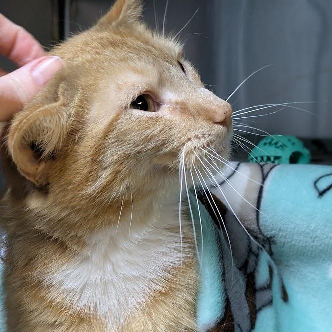 Enlarge Junimo, a Adoptable Domestic Short Hair in South Burlington, VT image 5/6