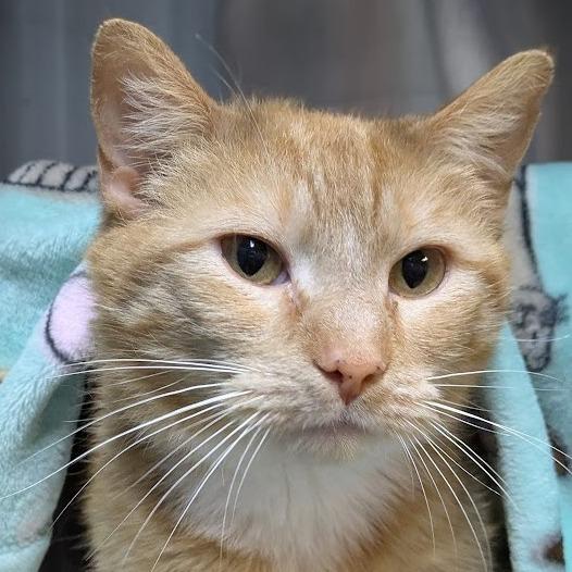 Enlarge Junimo, a Adoptable Domestic Short Hair in South Burlington, VT image 6/6