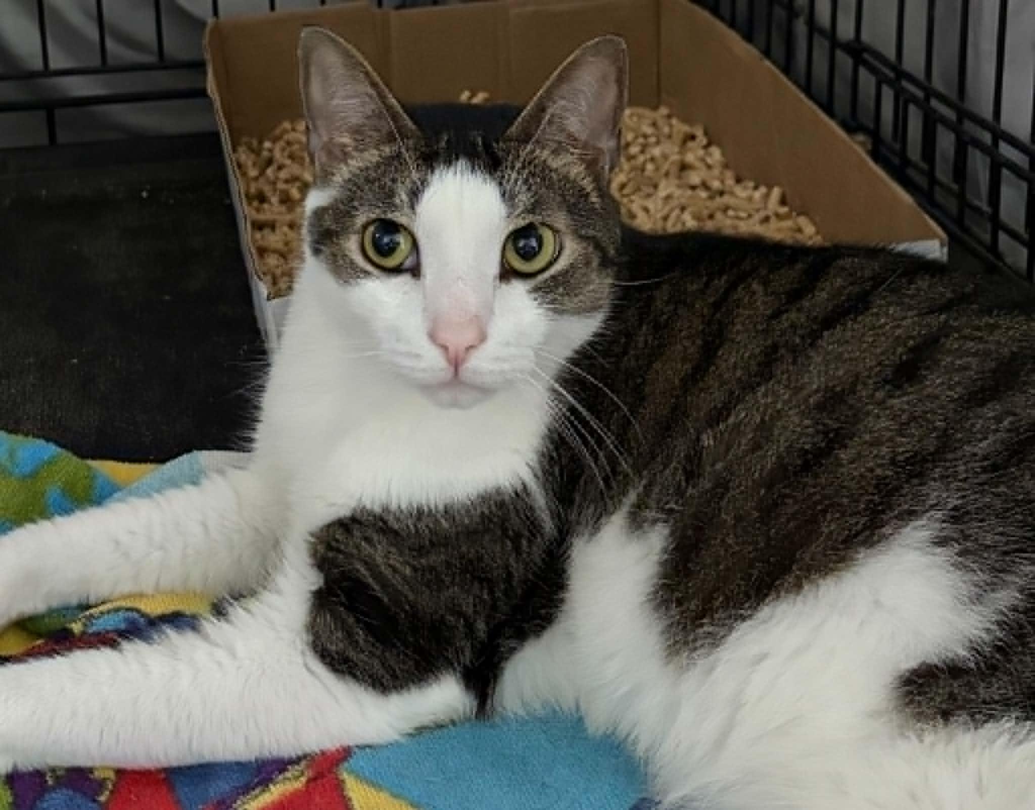 Kurt, ADOPTABLE, Adult Male Domestic Short Hair.