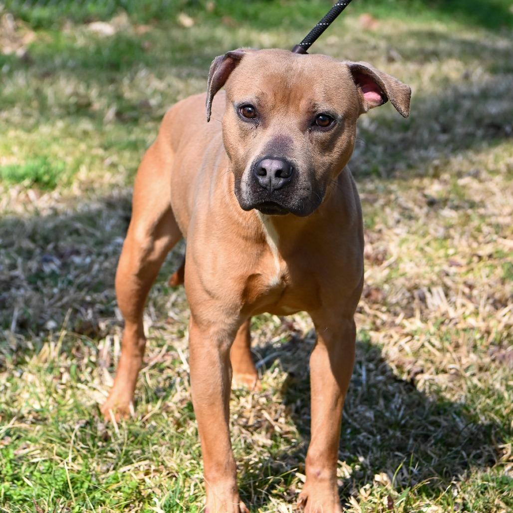Justin, a Adoptable Mixed Breed in Fredericksburg, VA image 2/3
