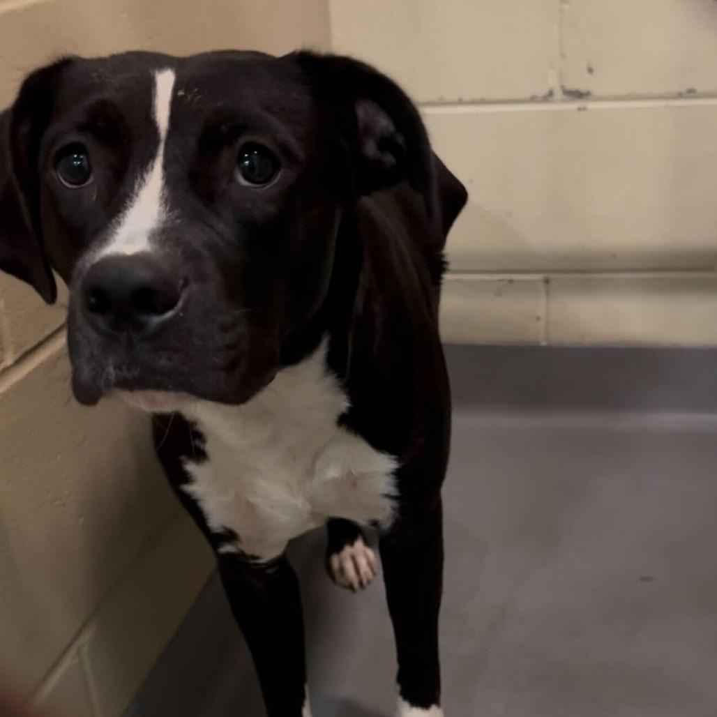 Loopsie 1410, a Adoptable Mixed Breed in Columbus, GA image 1/2