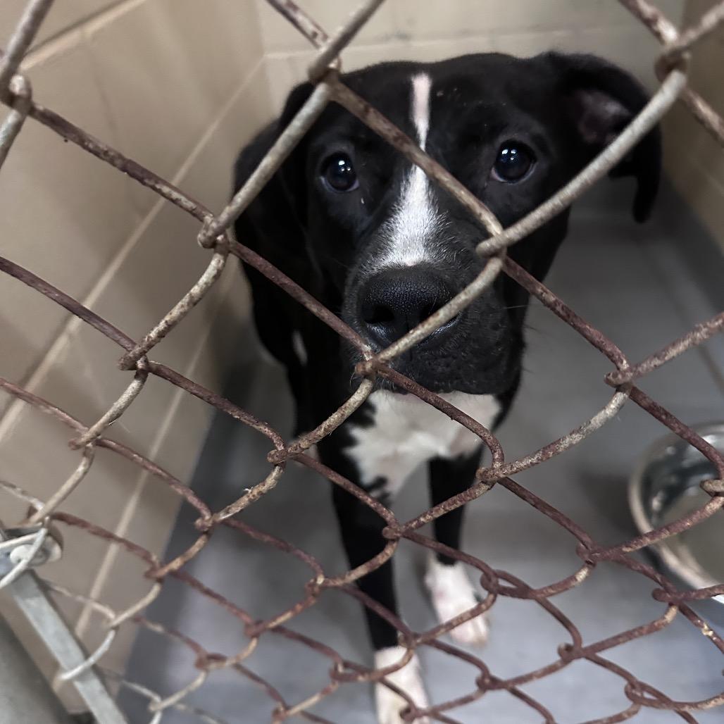 Loopsie 1410, a Adoptable Mixed Breed in Columbus, GA image 2/2