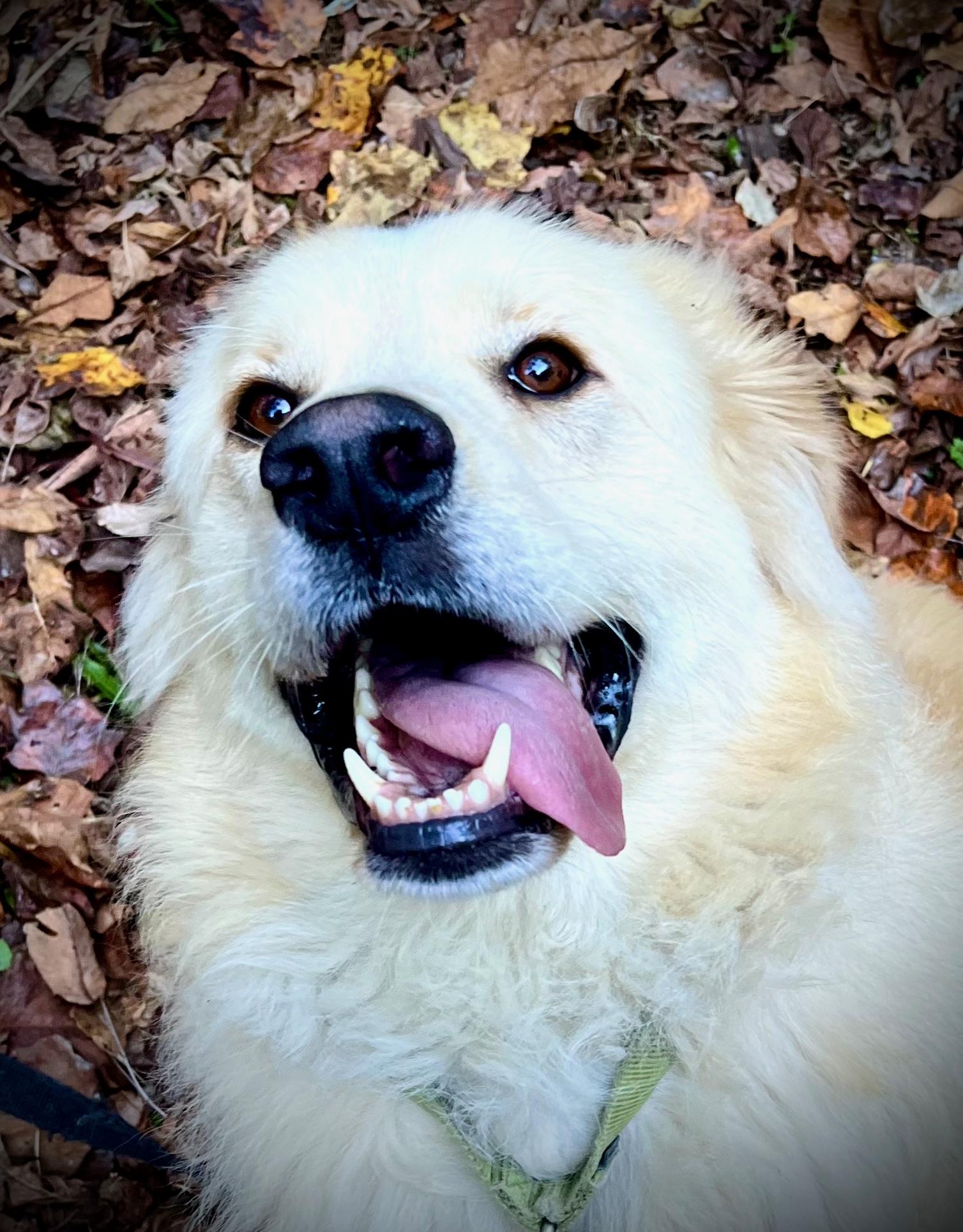 Enlarge Arlo, a Adoptable mixed breed in Powell, TN image 5/6