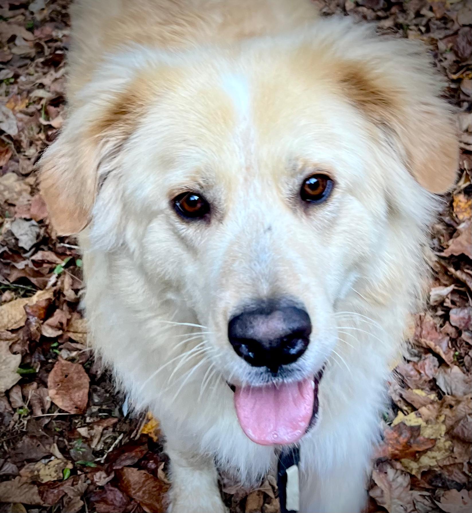 Enlarge Arlo, a Adoptable mixed breed in Powell, TN image 3/6
