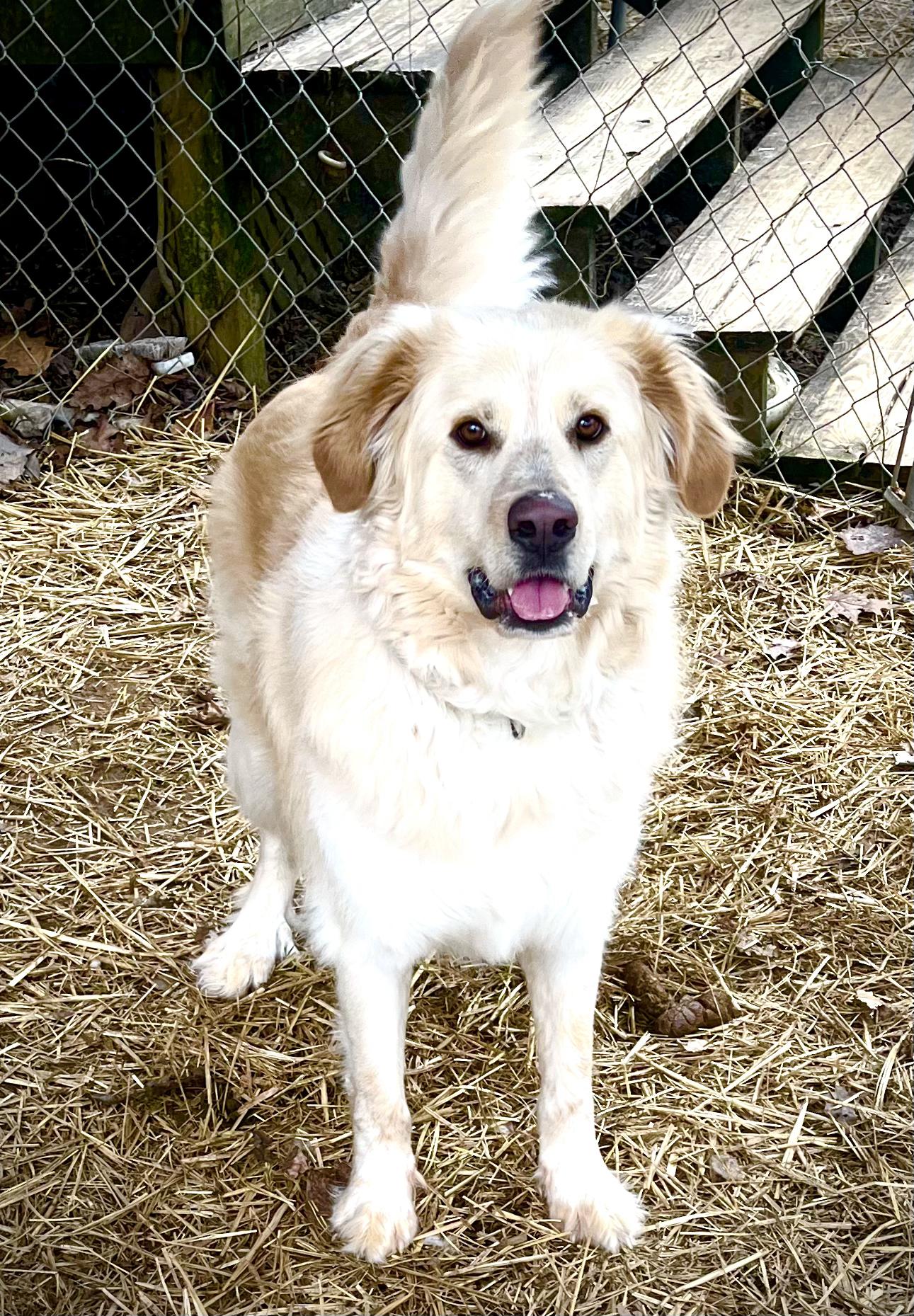 Enlarge Arlo, a ADOPTABLE mixed breed in Powell, TN image 2/3
