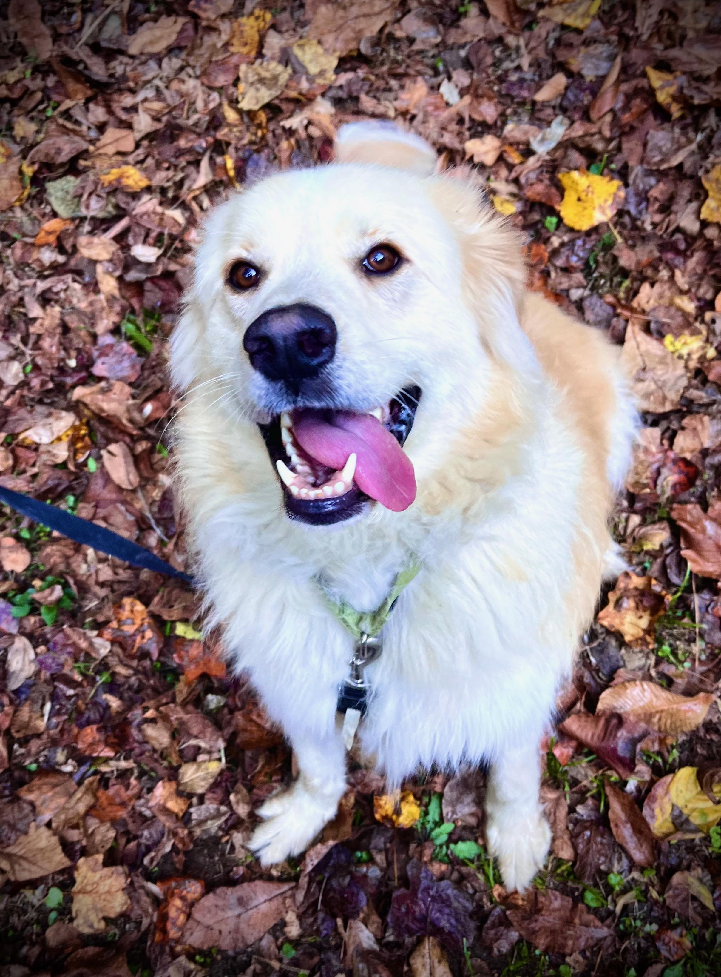 Enlarge Arlo, a Adoptable mixed breed in Powell, TN image 2/6