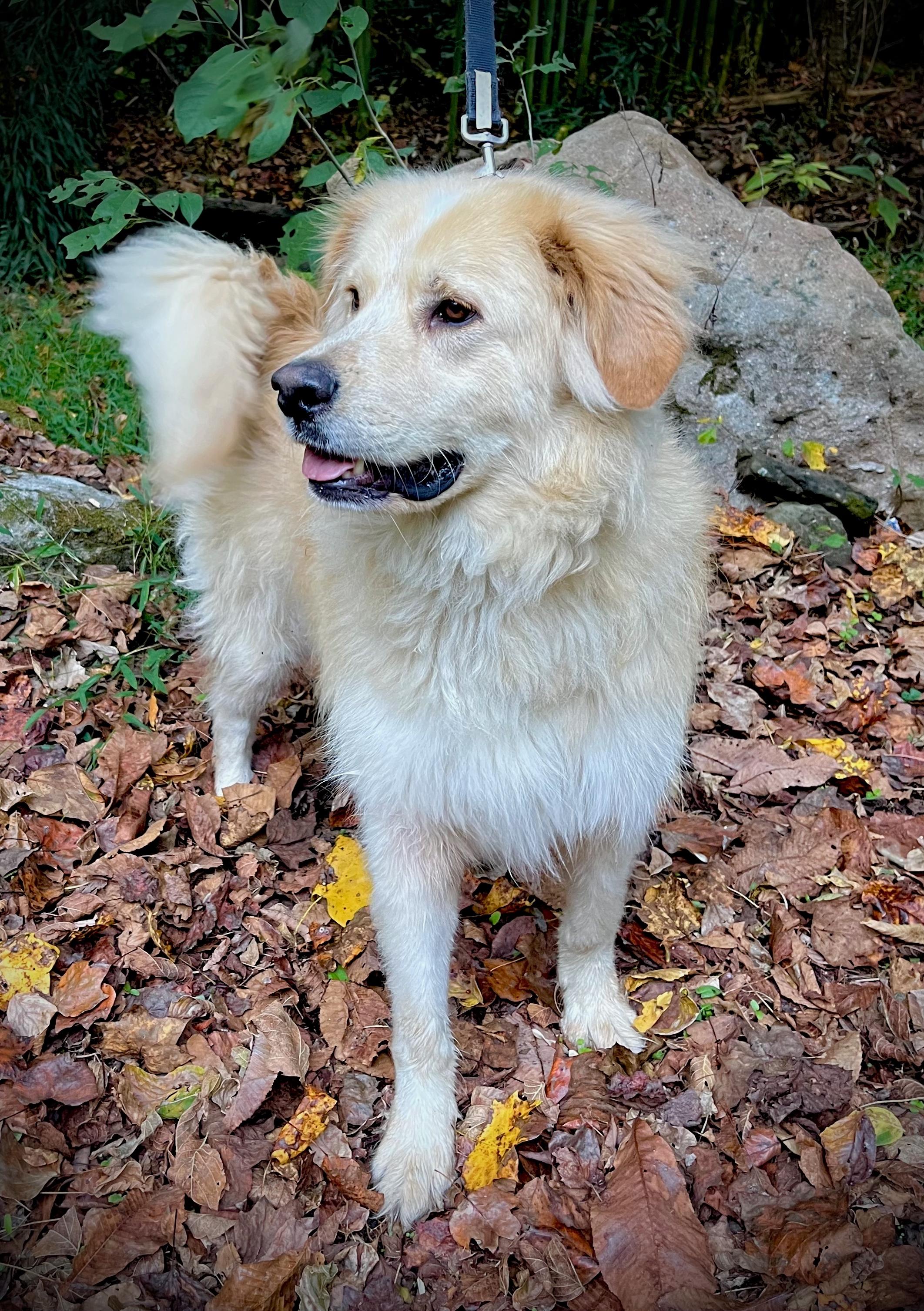 Enlarge Arlo, a Adoptable mixed breed in Powell, TN image 4/6