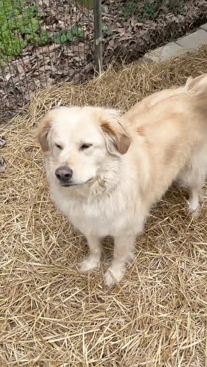 Enlarge Arlo, a ADOPTABLE mixed breed in Powell, TN video 1/3