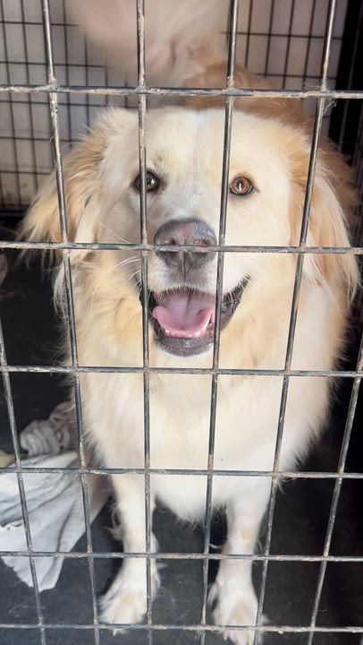 Enlarge Arlo, a ADOPTABLE mixed breed in Powell, TN video 3/3