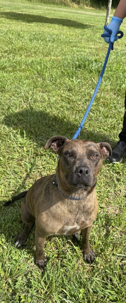 Enlarge Vivian, a Adoptable Pit Bull Terrier in Lawrenceburg, TN image 1/1