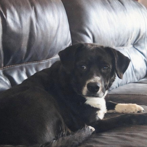 Rosie, ADOPTABLE, Senior Male Chocolate Labrador Retriever.