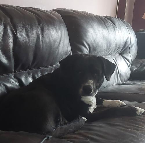 Rosie, ADOPTABLE, Senior Male Chocolate Labrador Retriever.