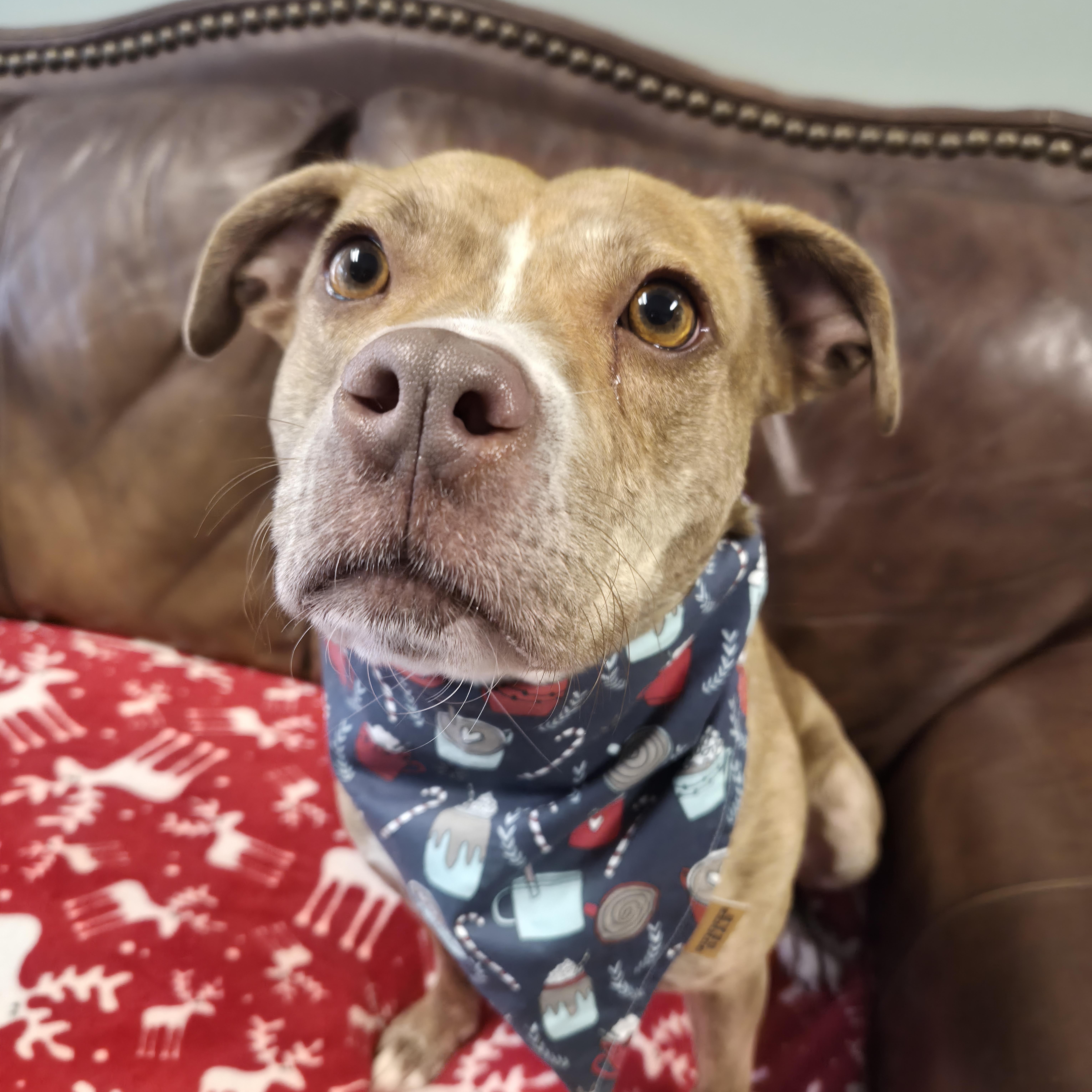 Enlarge Bailey, an adopted Mixed Breed in Cornelius, NC image 1/6