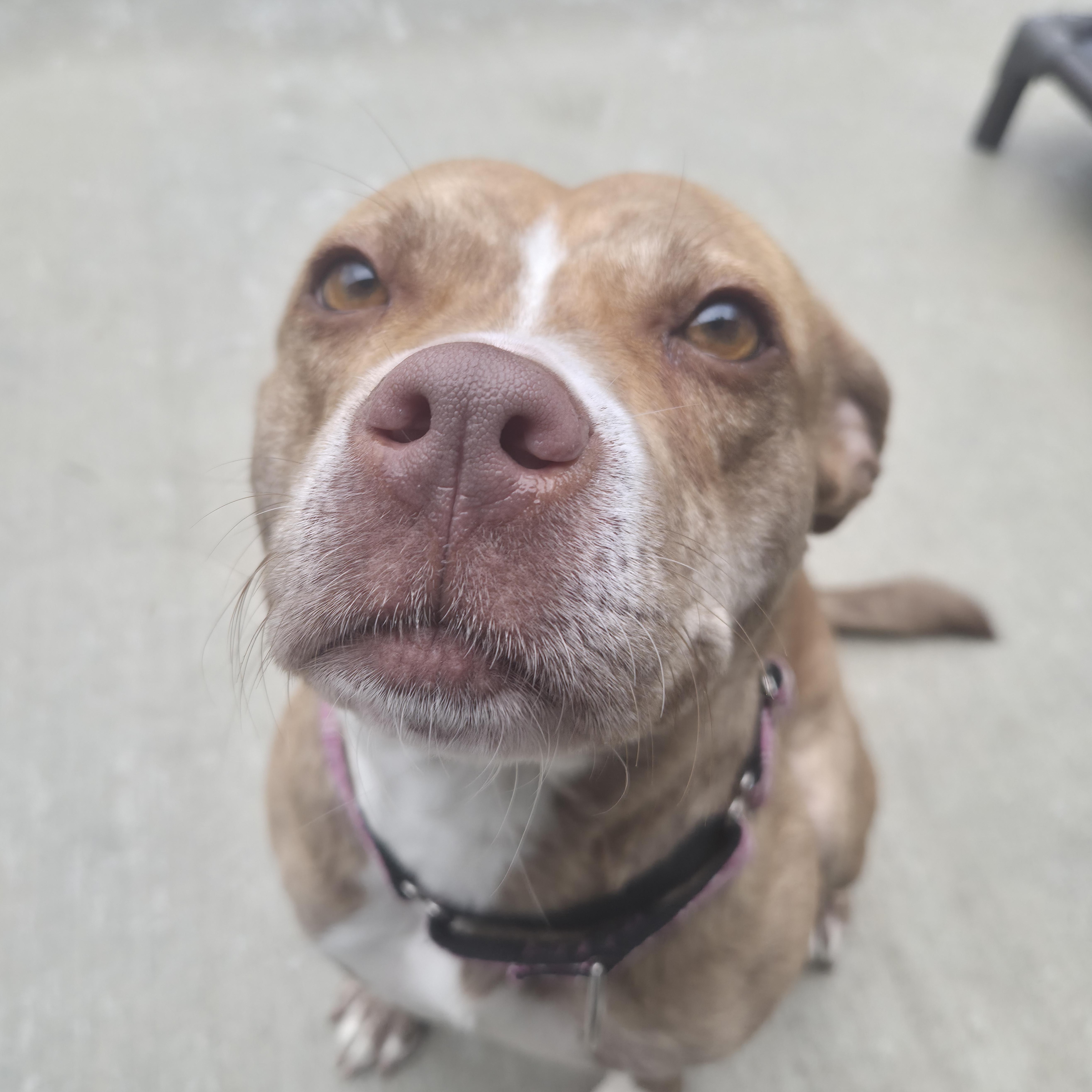 Enlarge Bailey, an adopted Mixed Breed in Cornelius, NC image 6/6