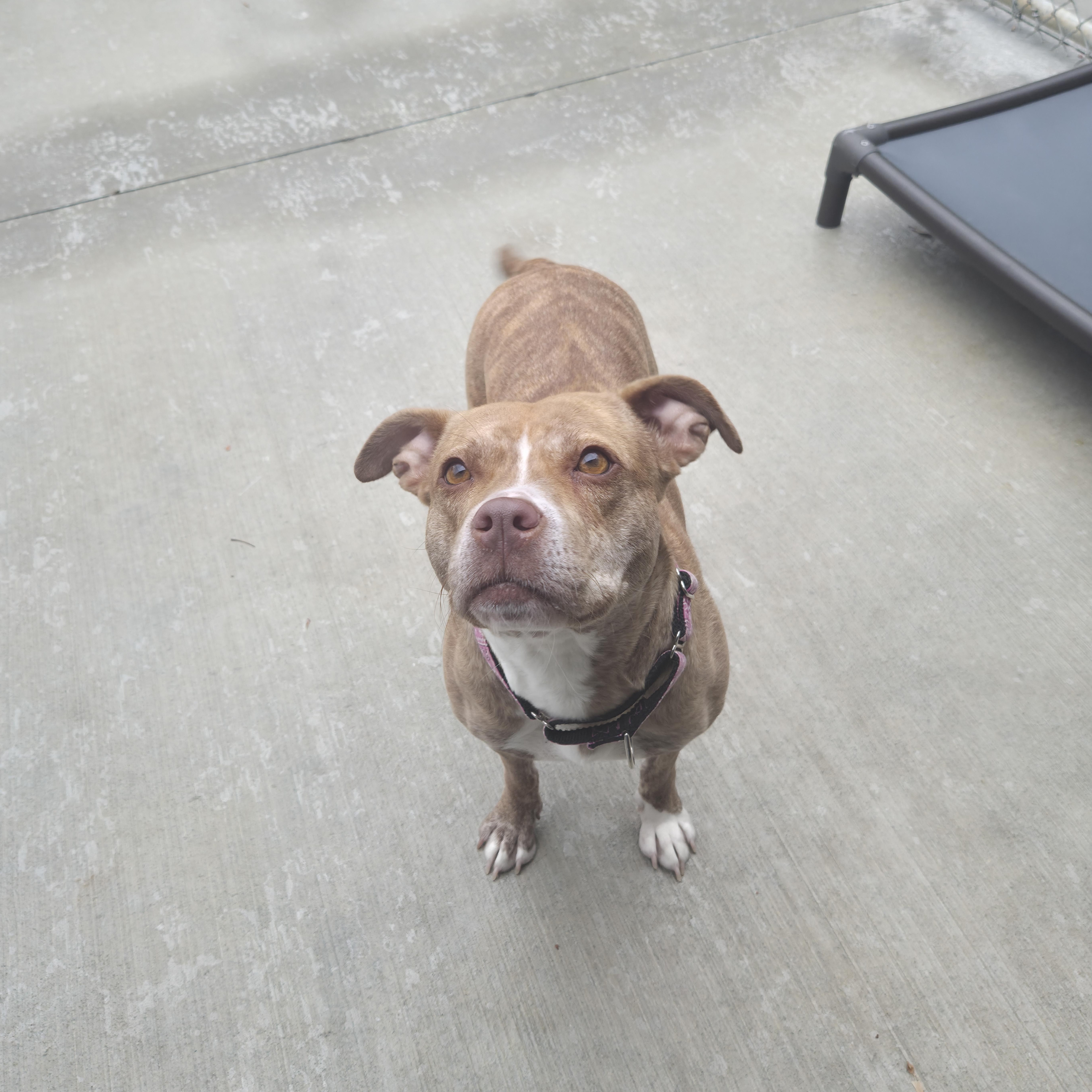 Enlarge Bailey, an adopted Mixed Breed in Cornelius, NC image 5/6