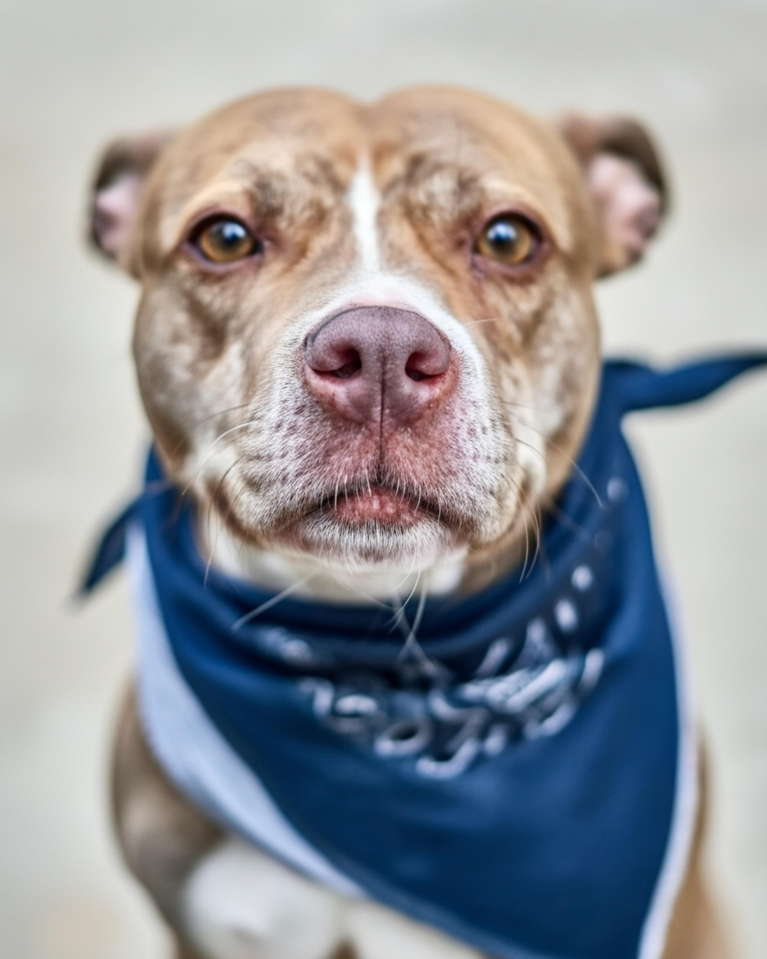 Bailey, adopted, Adult Female Mixed Breed.