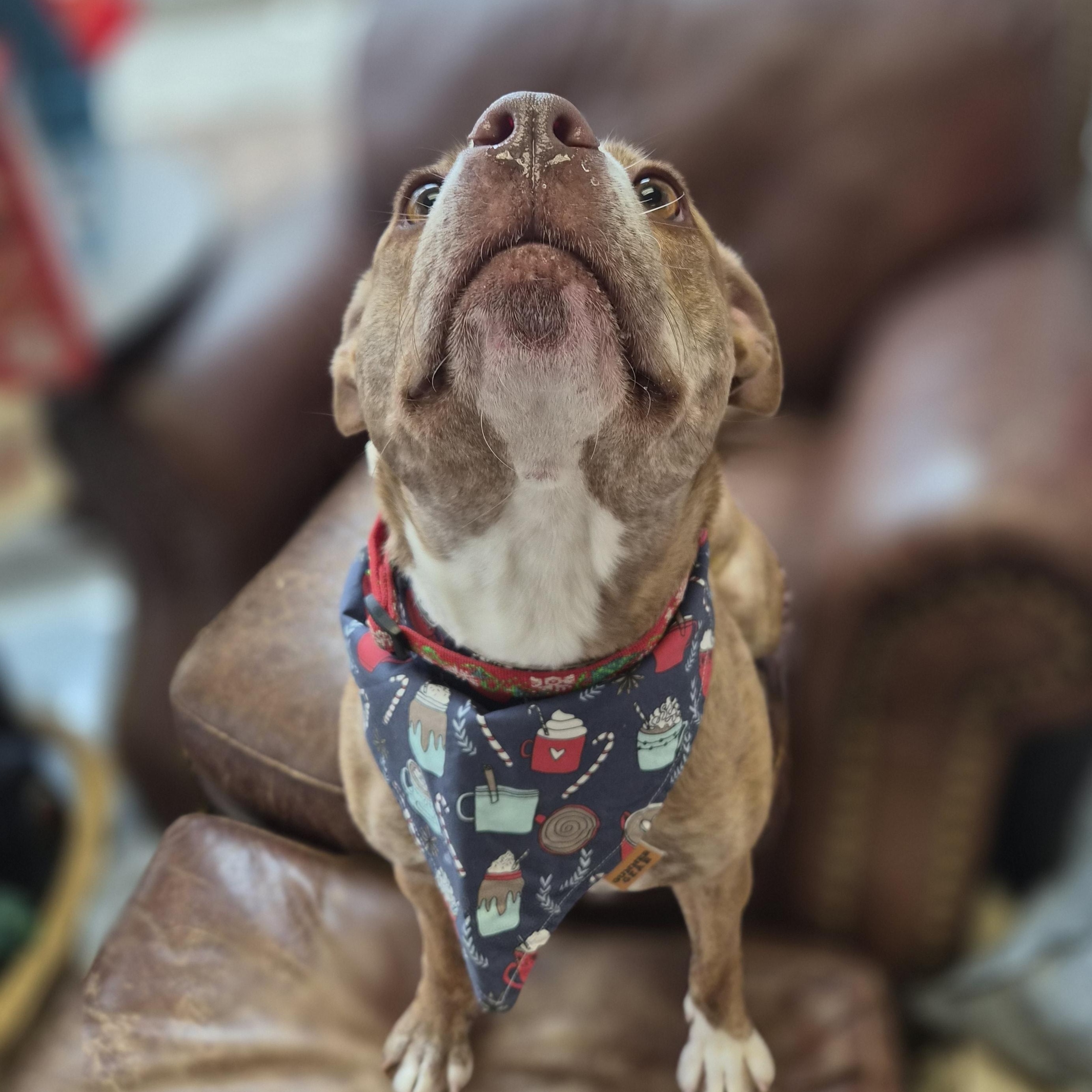 Enlarge Bailey, an adopted Mixed Breed in Cornelius, NC image 3/6