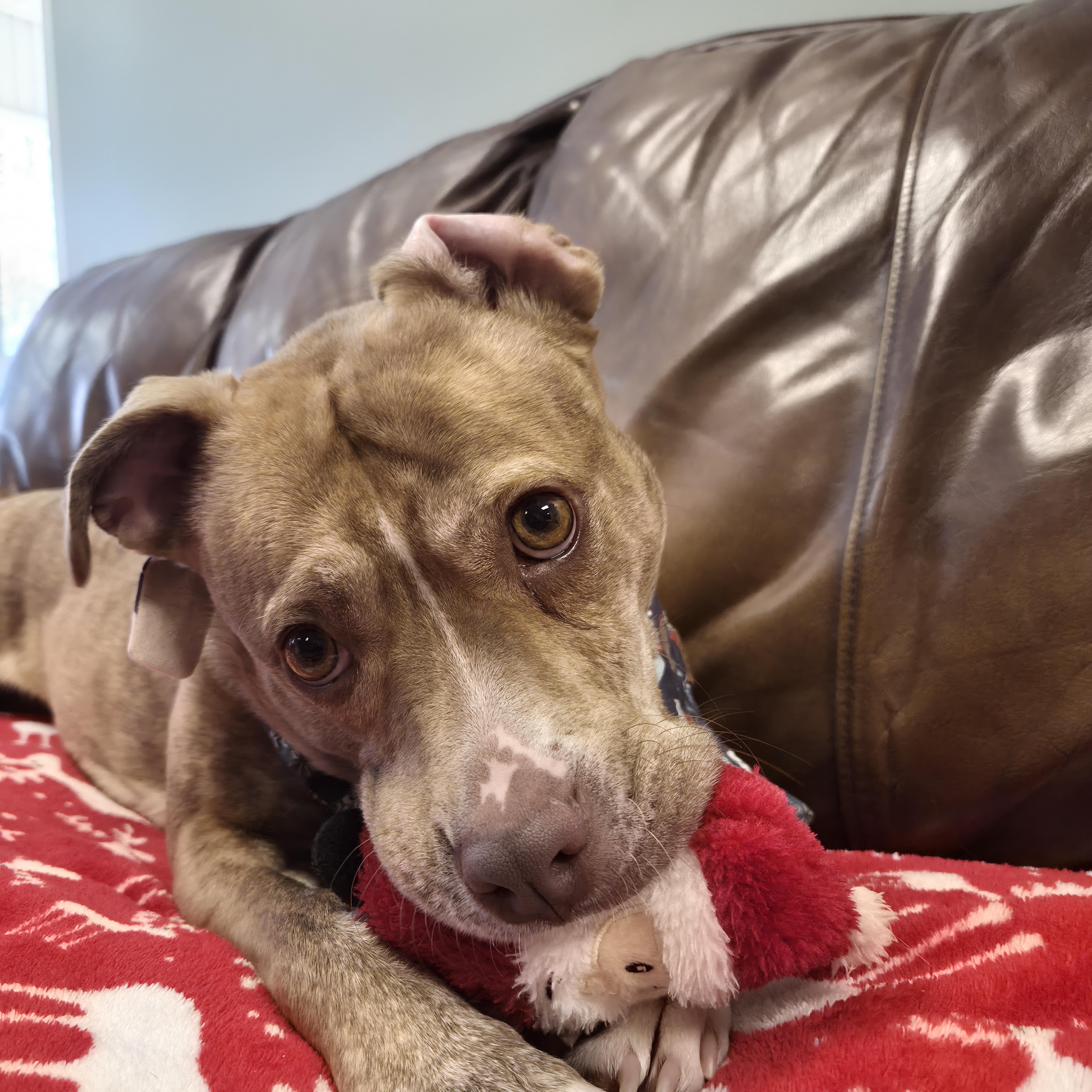 Enlarge Bailey, an adopted Mixed Breed in Cornelius, NC image 4/6