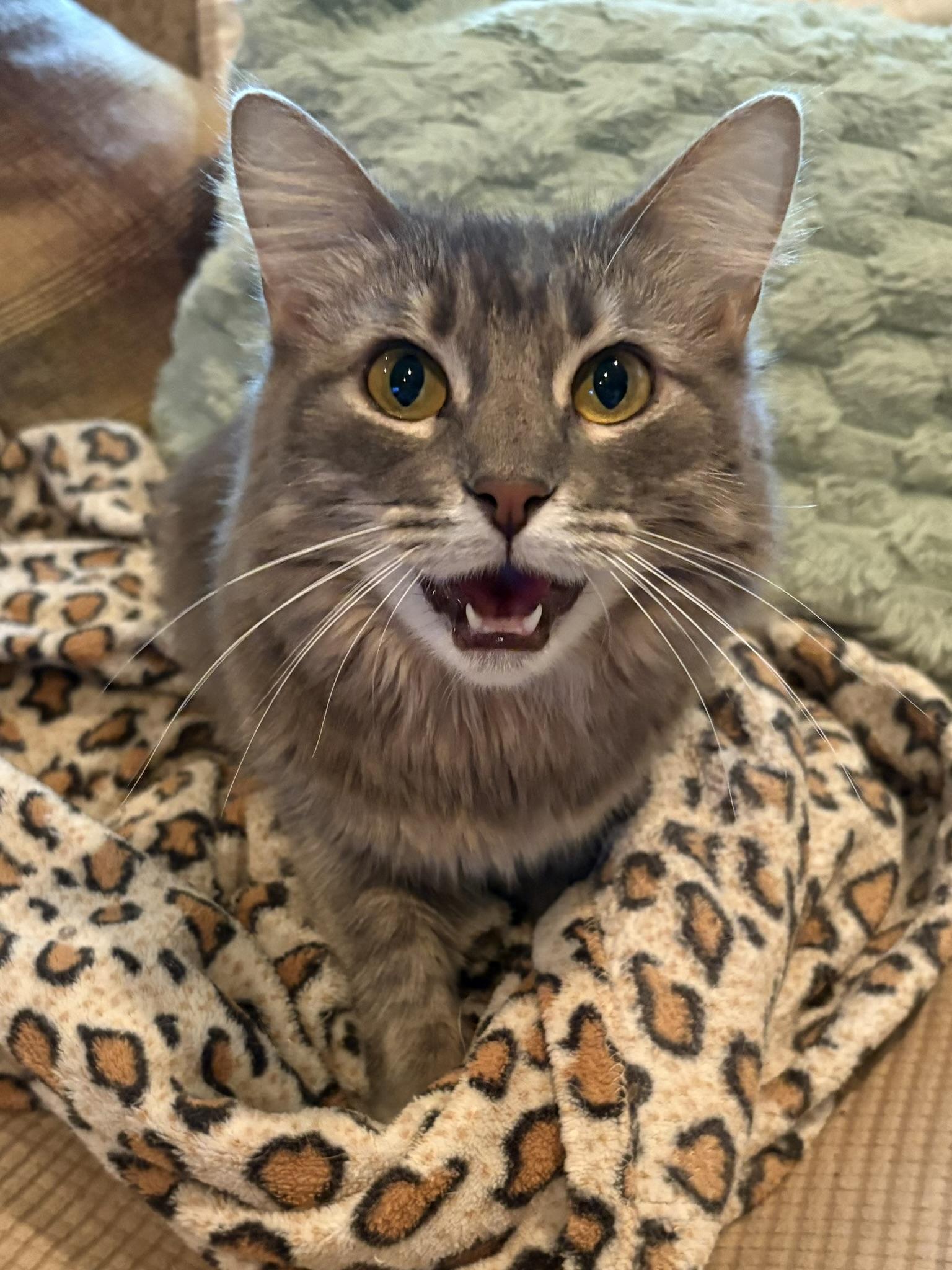 Kiki, Adoptable, Young Female Manx & Domestic Medium Hair.