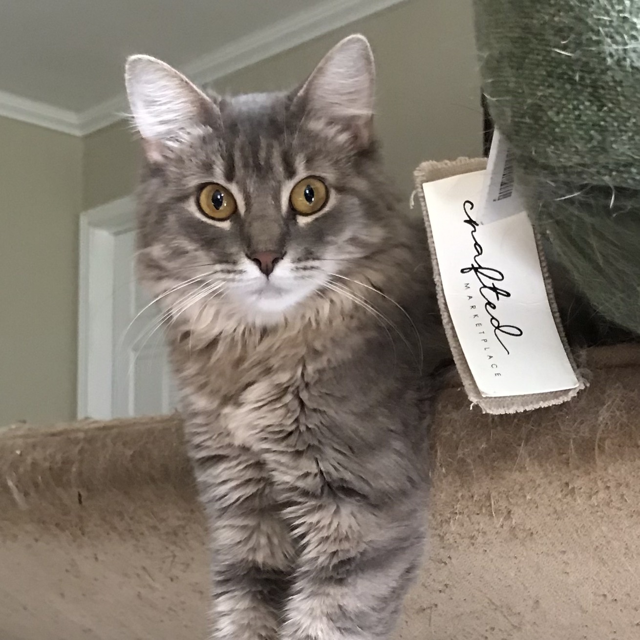 Kiki photo 2
