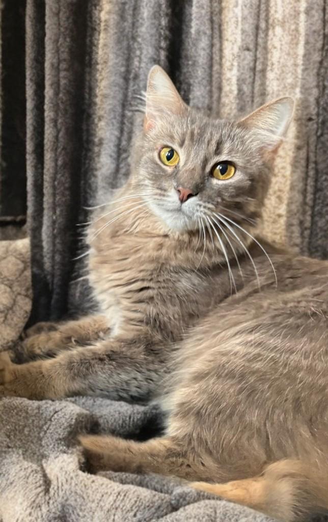 Enlarge Kiki, a Adoptable mixed breed in Houston, TX image 6/6